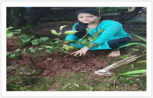 Presentation Of Konkan Wild Vegetable & Ayurvedik Plant